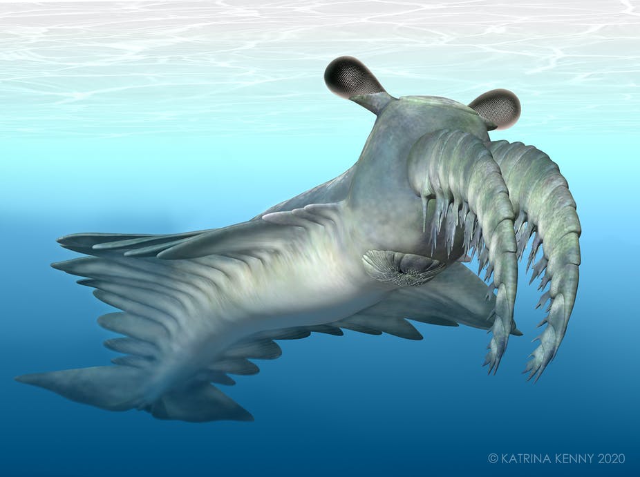 Meet the ‘frankenprawn', an ancient deep sea monster that had