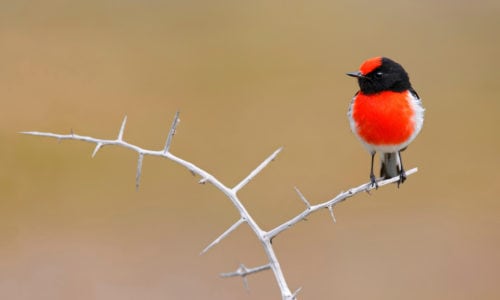 When robins appear facts and folklore about Britain's best