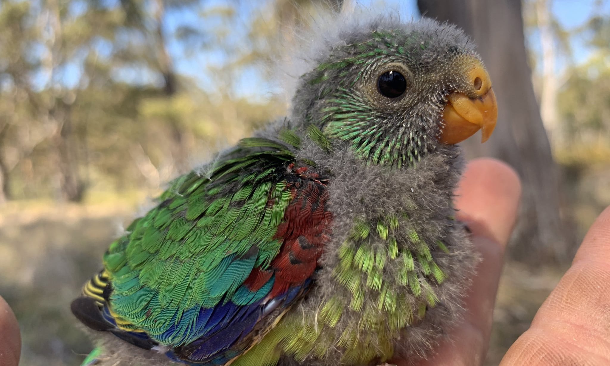 less-than-300-swift-parrots-remain-in-the-wild-australian-geographic