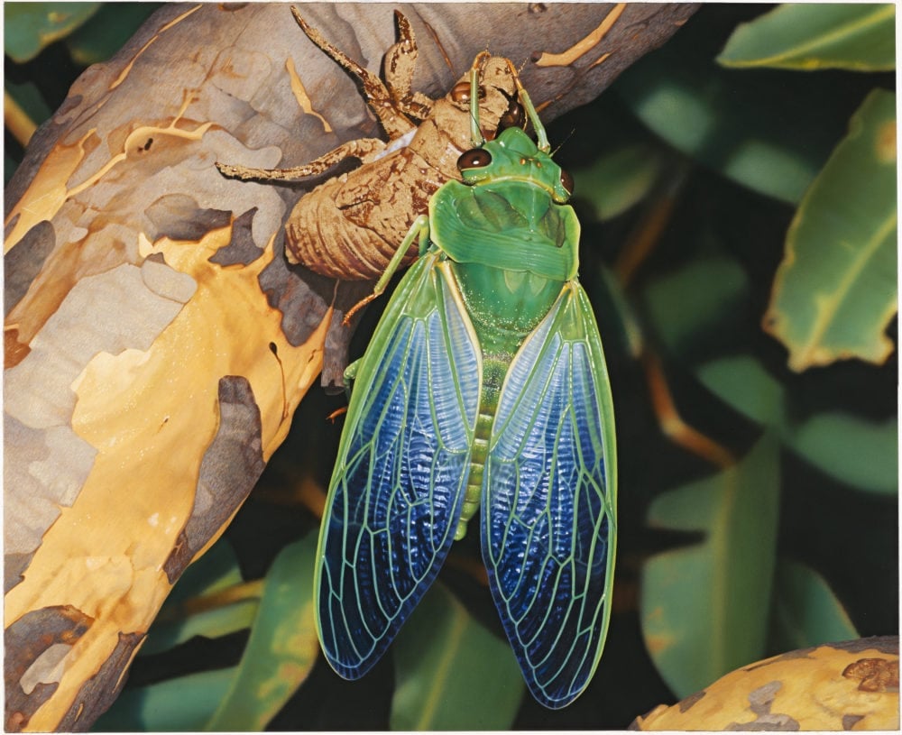 The Cicada S Deafening Shriek Is The Sound Of Summer And Humans Have Been Drawn To It For