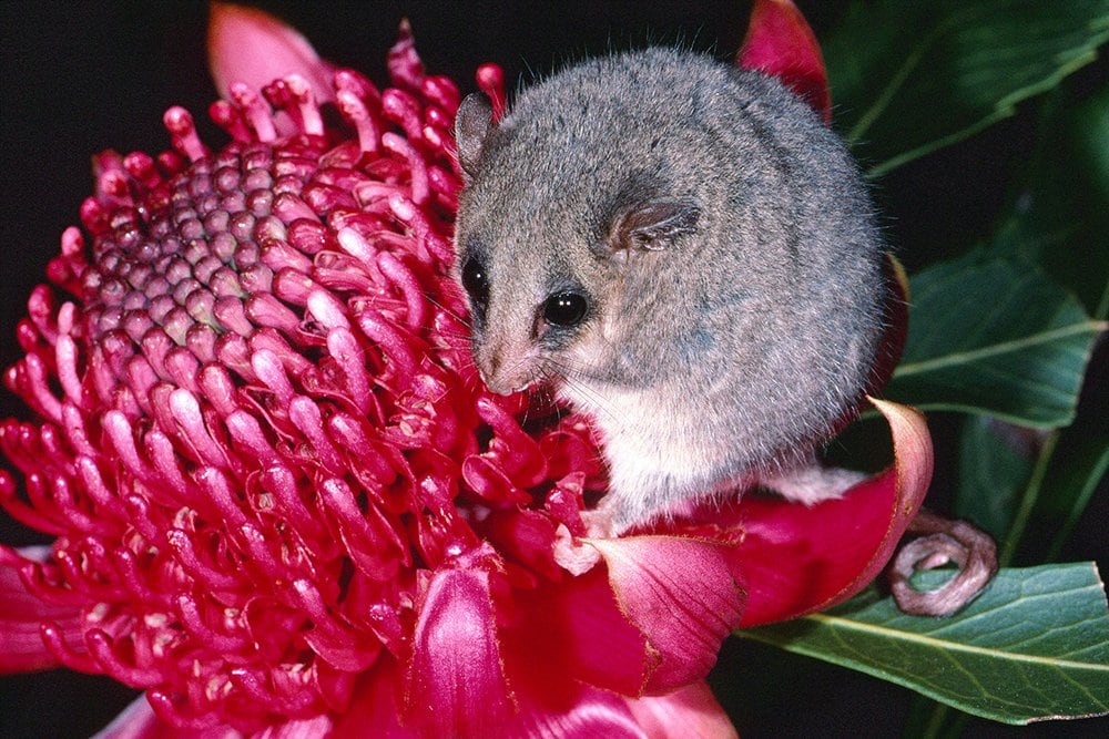 Western Pygmy Possum Research Gets A Boost Australian