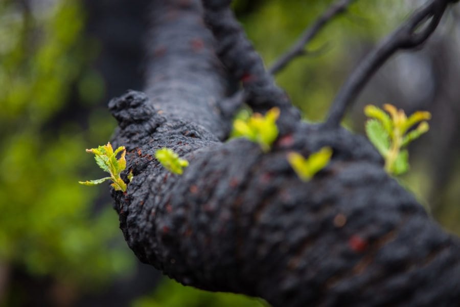 Forests fight back after bushfire infernos - Australian Geographic