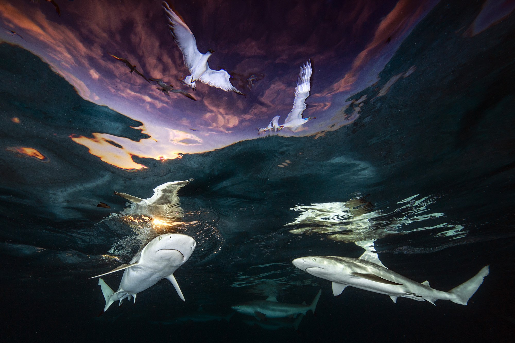 In Pictures: Underwater Photographer Of The Year 2021 Winners ...