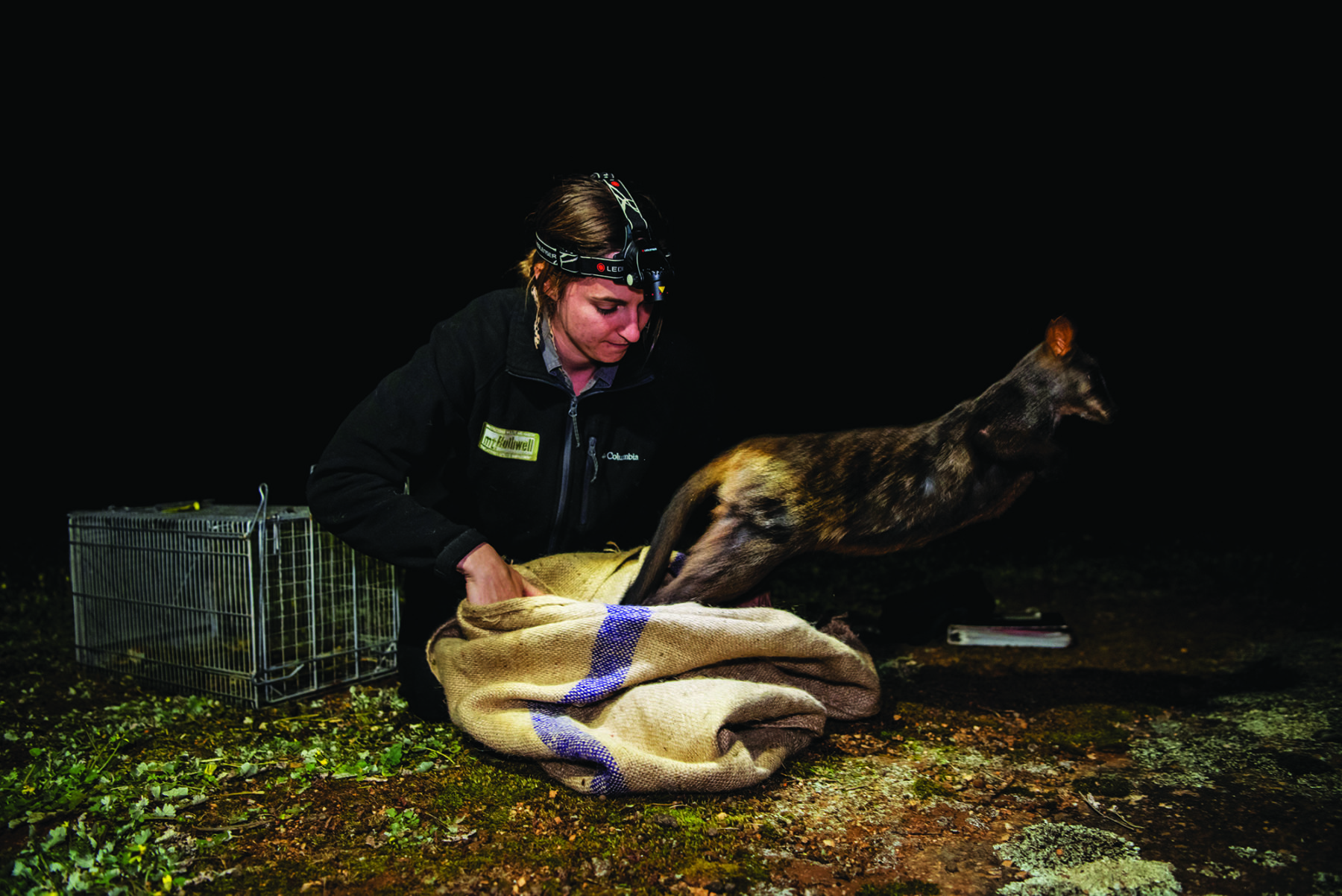 A wallaby homecoming: rare rock-wallabies rescued from bushfires return ...