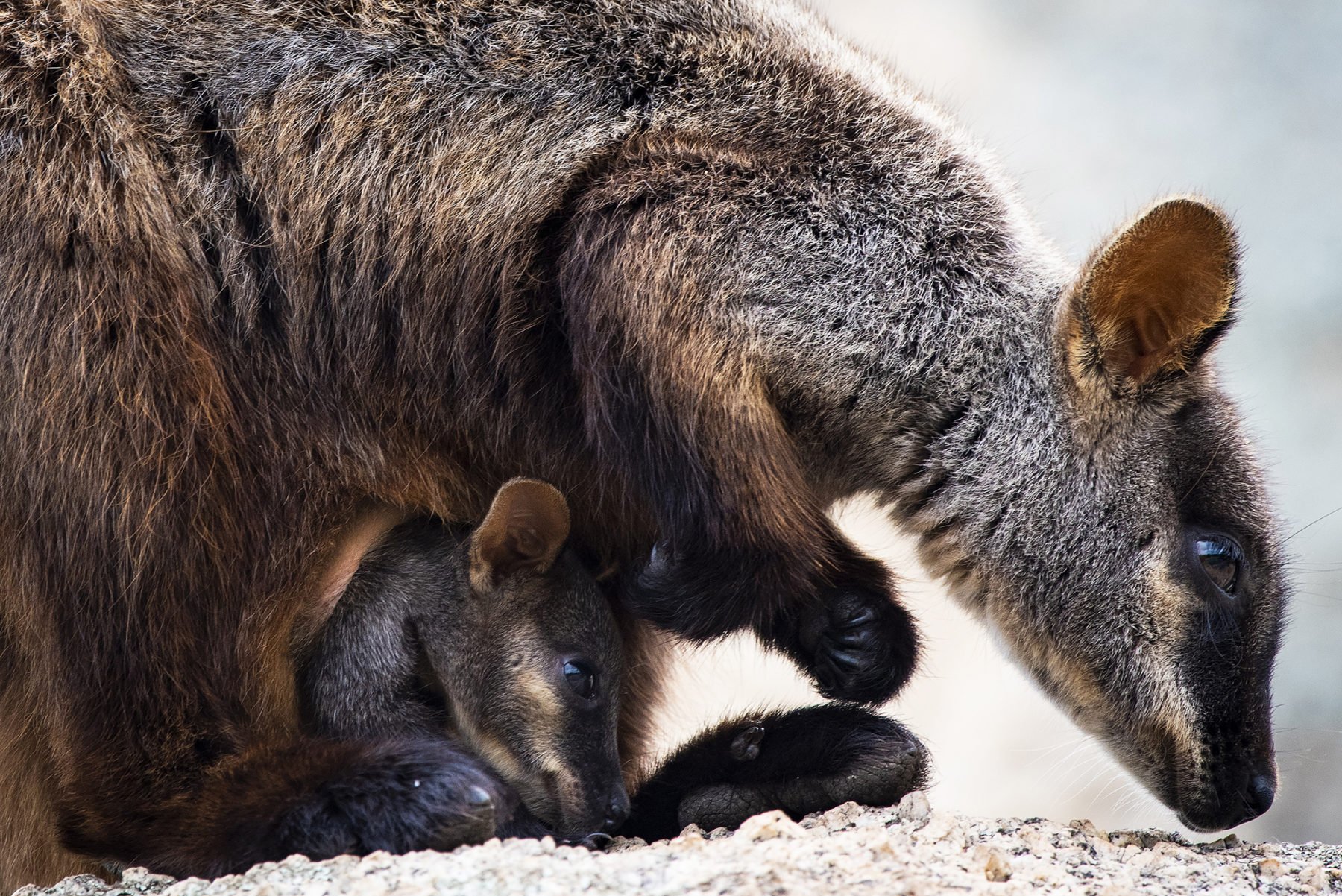 Rock-wallaby rescue