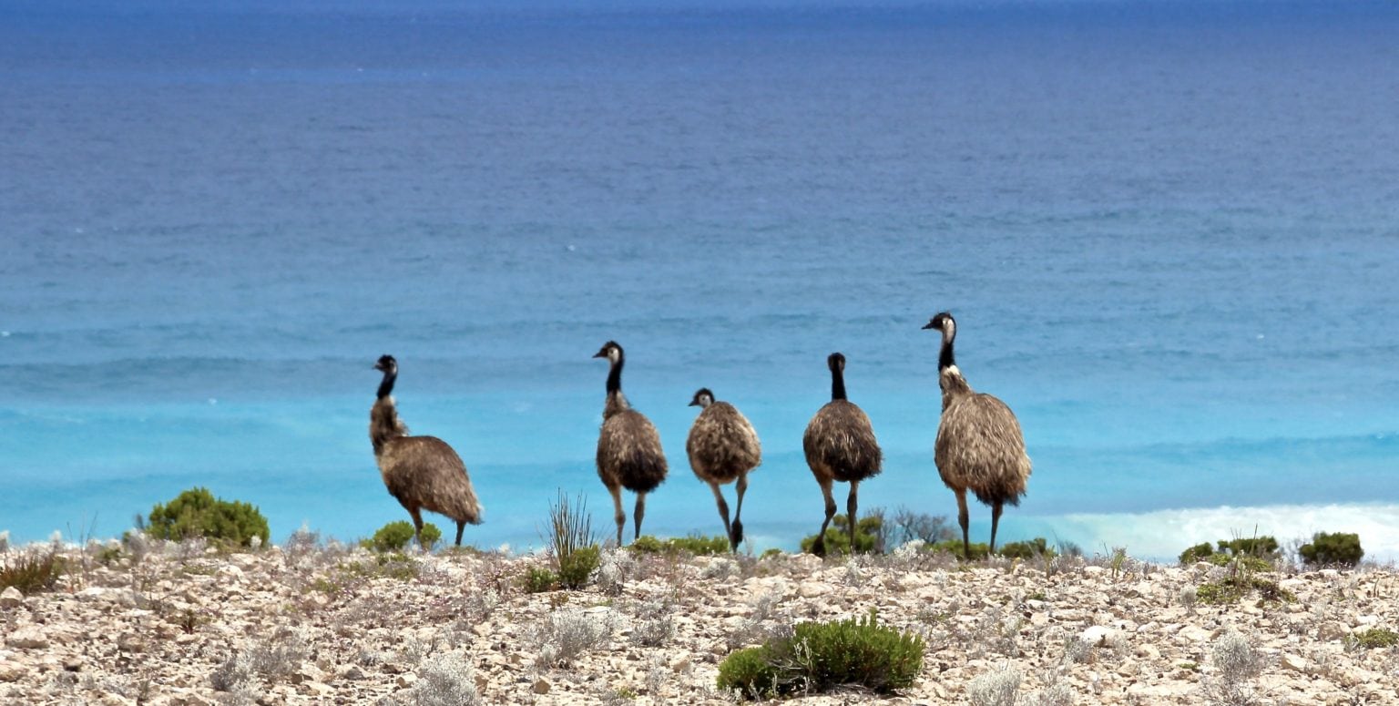 Hunting for Australia's most vulnerable birds - Australian Geographic