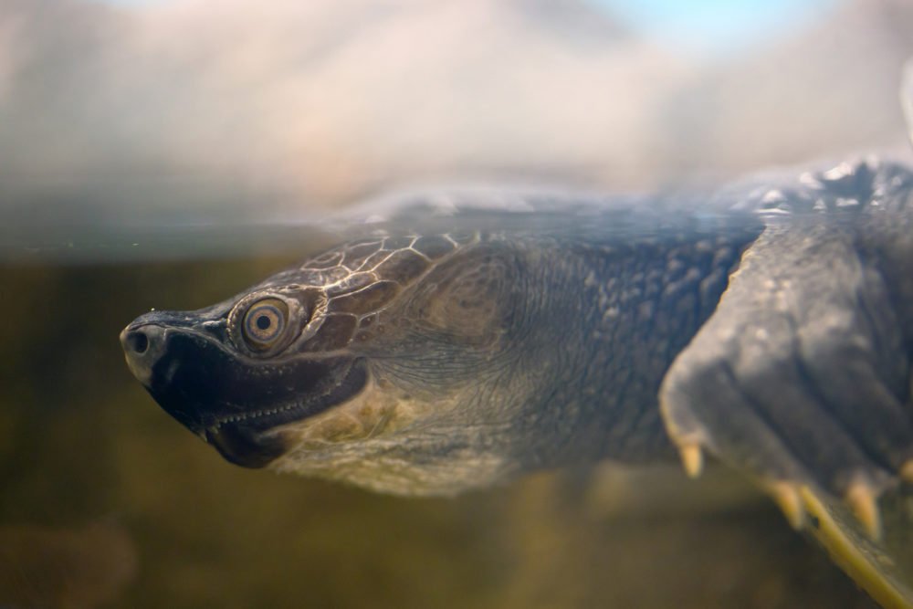 The northern river terrapin’s breeding colours are not subtle ...