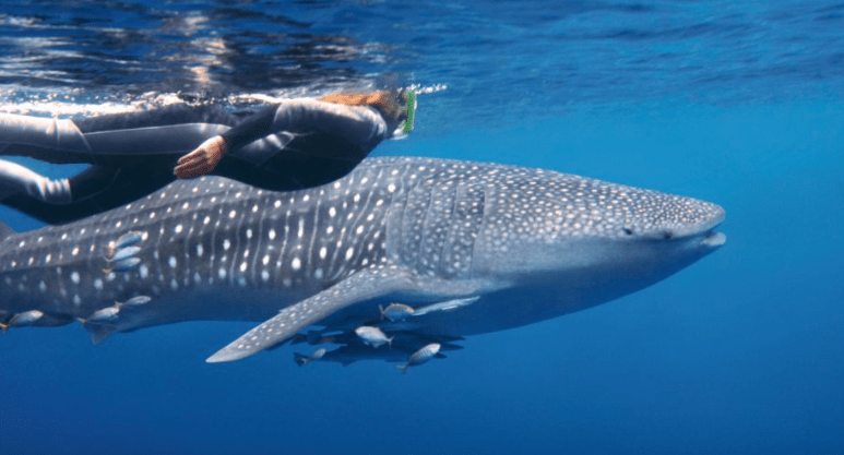 Orcas, whale sharks and salties – see them all here this year ...