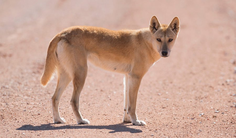 Dingoes are genetically different from domestic dogs, new research