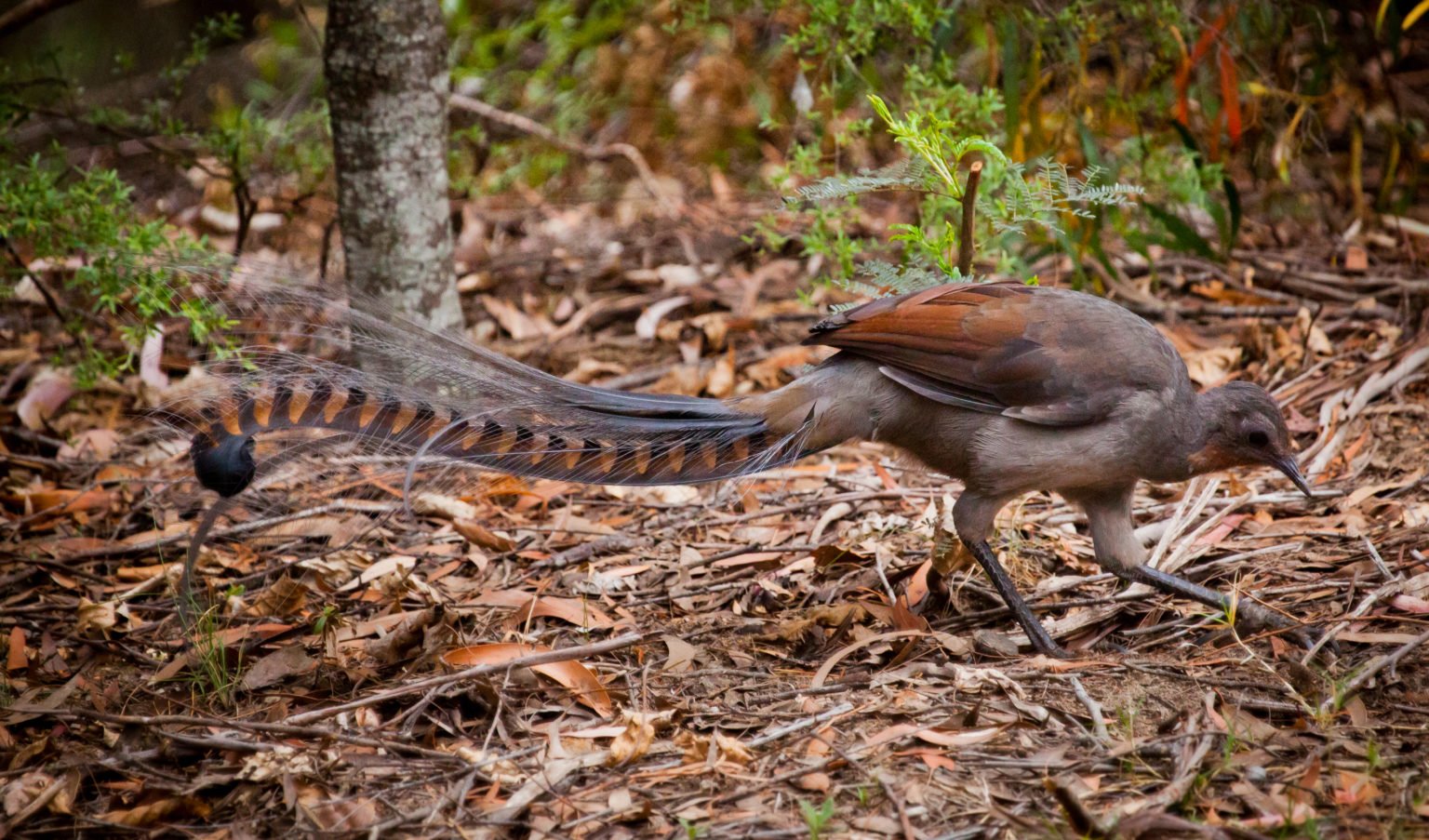 Male Lyrebirds Deceive Females Into Mating By Creating Mobbing Flock