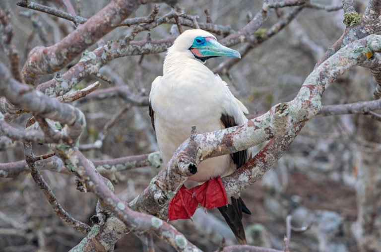 The Red-footed Booby Has A Rainbow Paddle Pop Beak - Australian Geographic