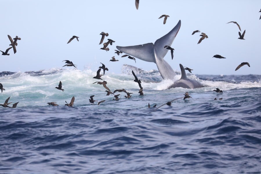 Rare population of blue whales found in Indian Ocean with help of