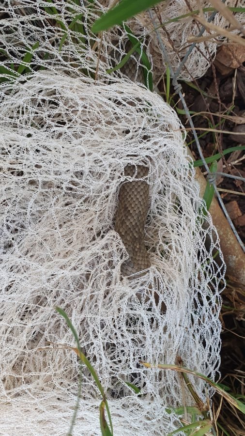 Queensland woman rescues brown snake from netting - Australian Geographic