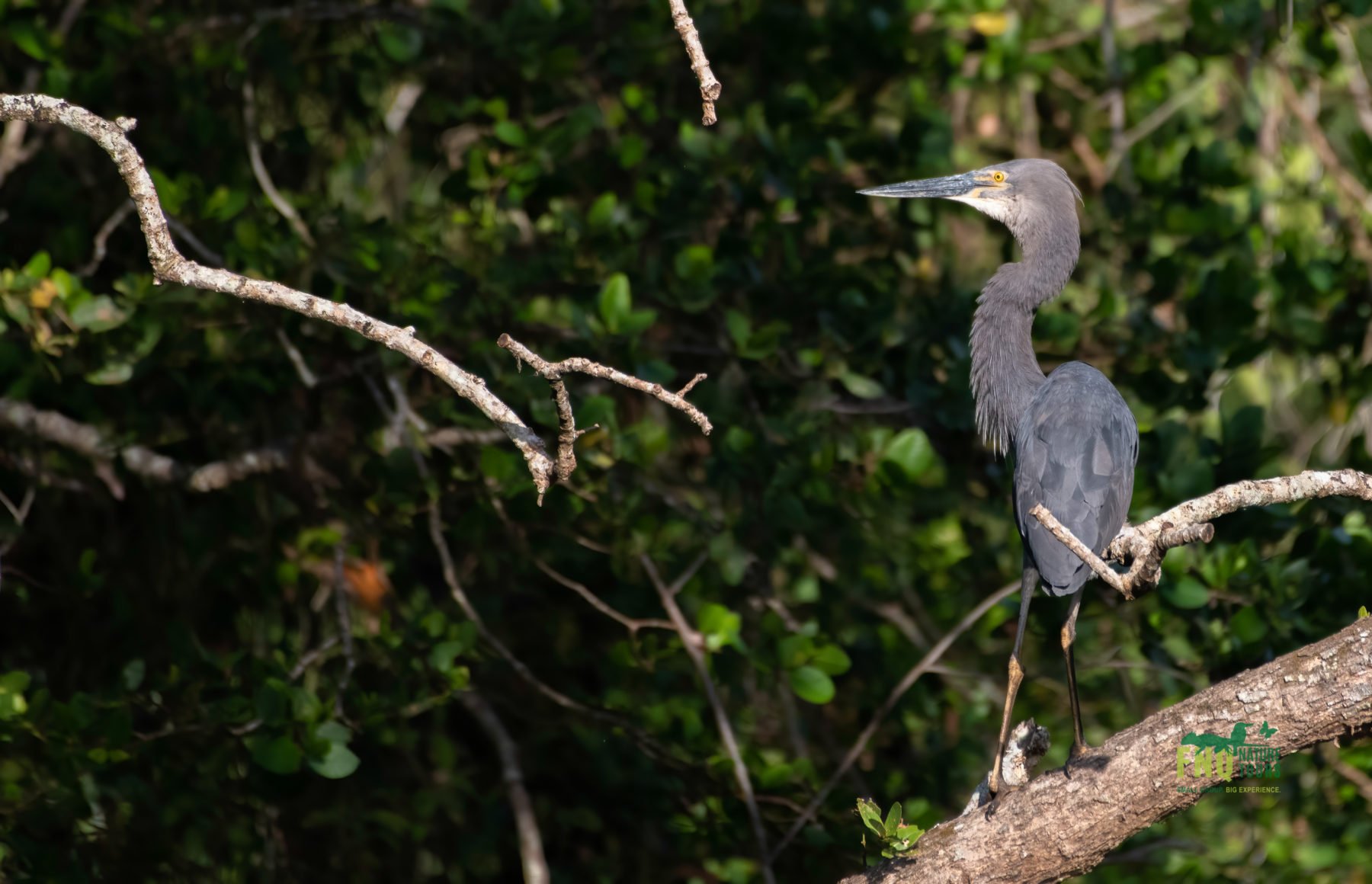 North Queensland - Tropical Birding Tour - Australian Geographic