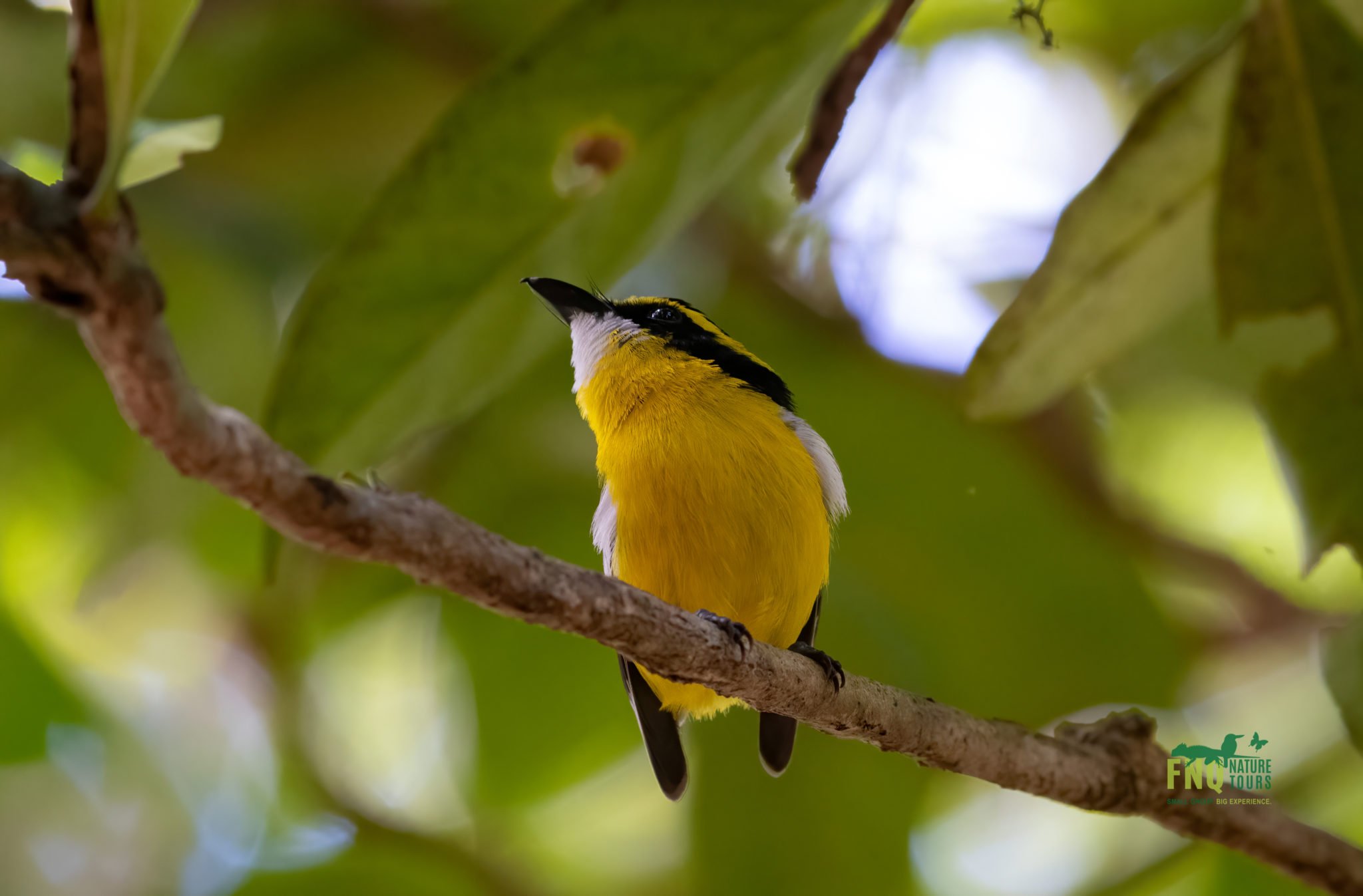 North Queensland - Tropical Birding Tour - Australian Geographic