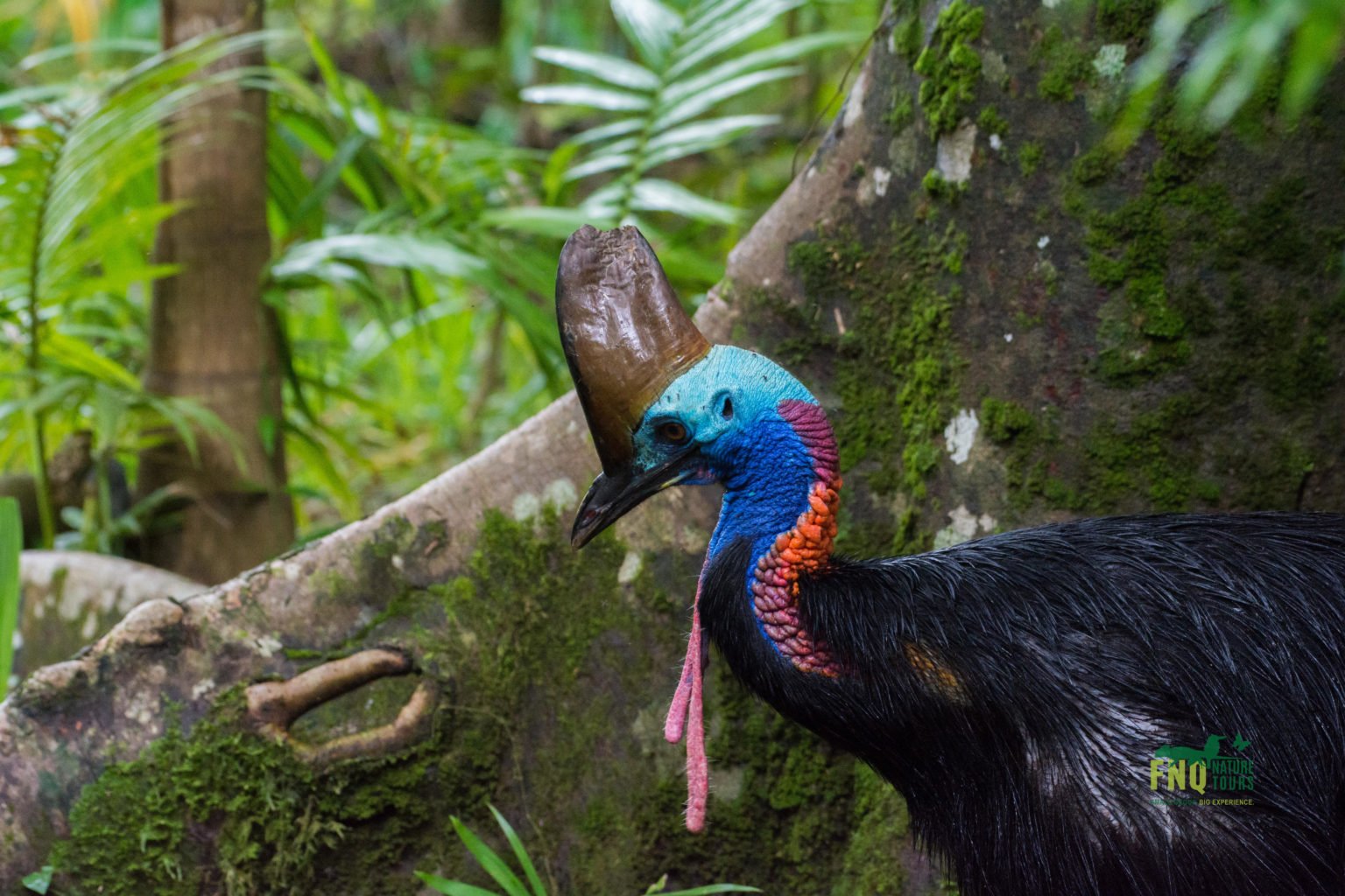 North Queensland - Tropical Birding Tour - Australian Geographic