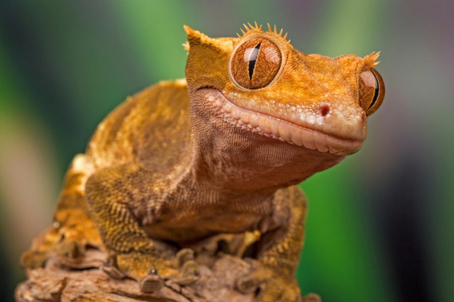 The New Caledonian giant gecko is the world’s largest - Australian ...