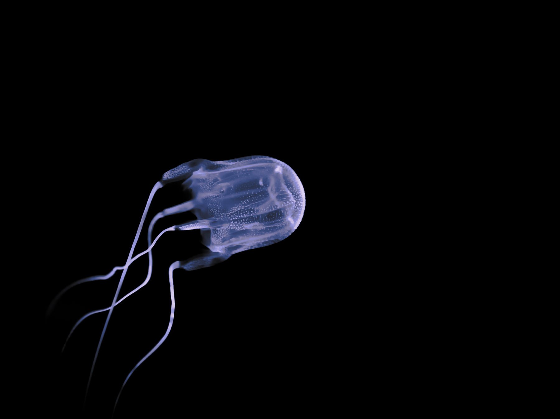 a-queensland-teenager-has-died-from-a-box-jellyfish-sting-australian