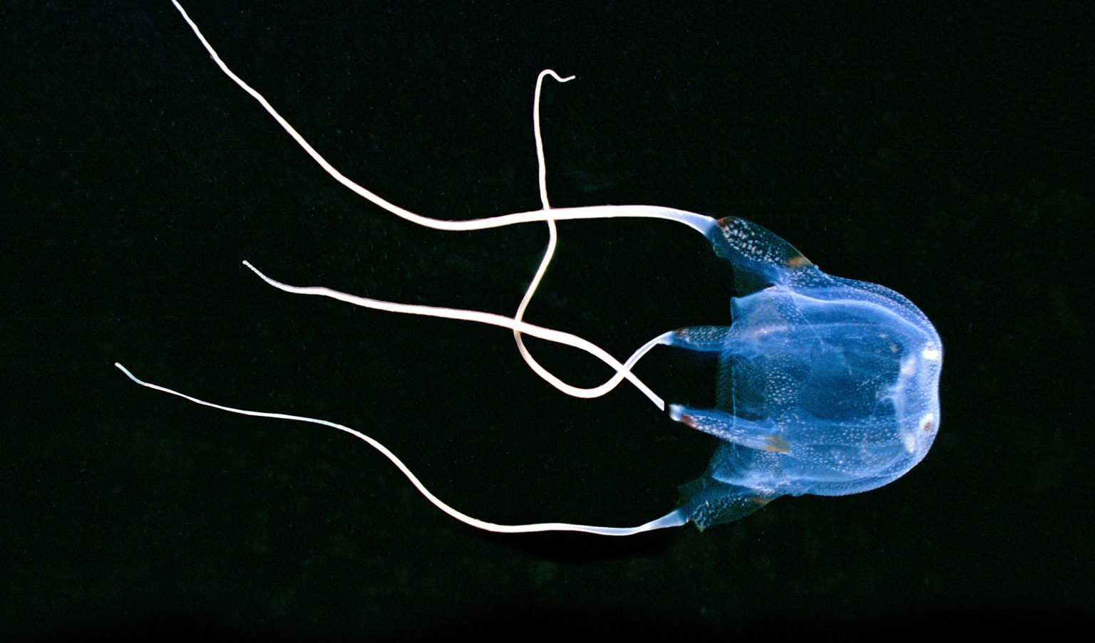 australian-box-jellyfish-animals-of-oceania-worldatlas