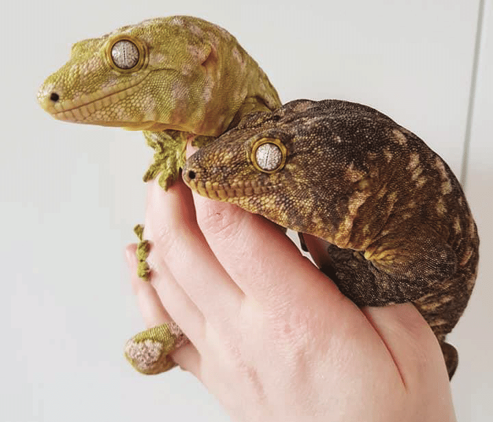 The New Caledonian giant gecko is the world’s largest - Australian