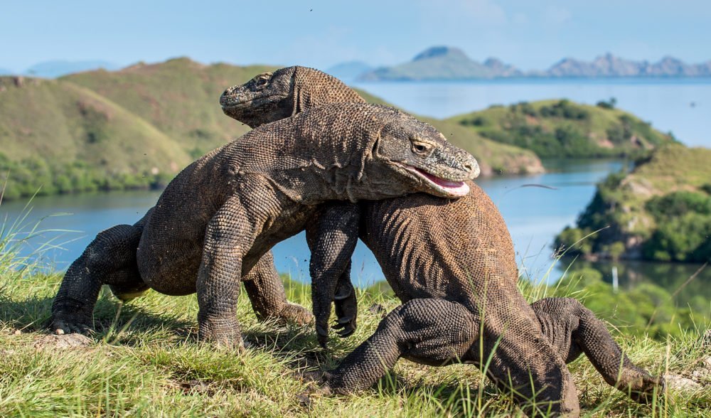 Komodo dragons not only inhabited ancient Australia, but also mated ...