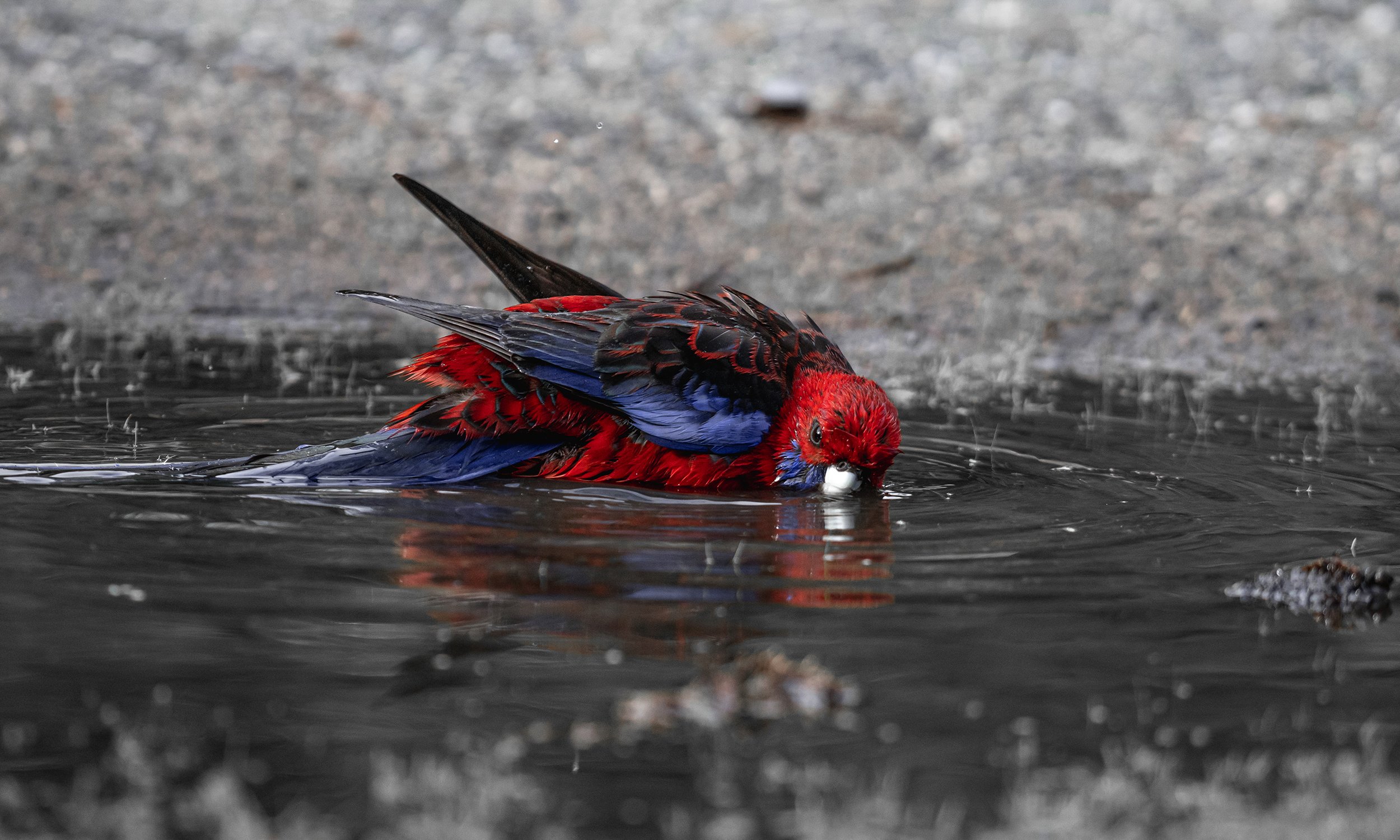 the-secret-life-of-puddles-australian-geographic