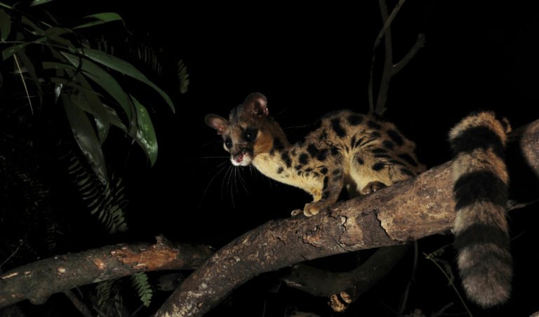 The Asiatic linsang looks like a really stretchy cat-possum cross ...