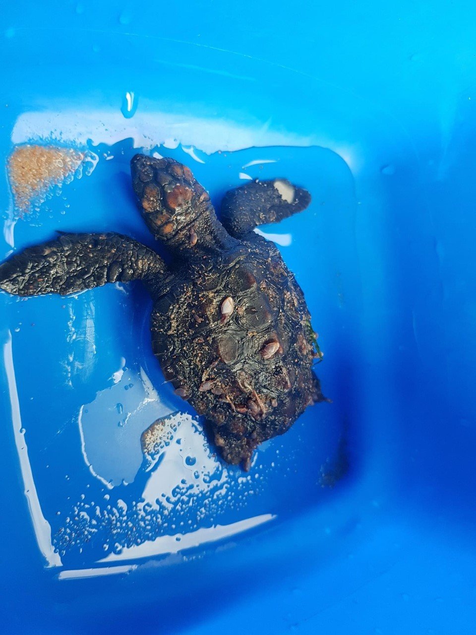 Loggerhead hatchlings washed ashore by wild coastal swells, hundreds of ...