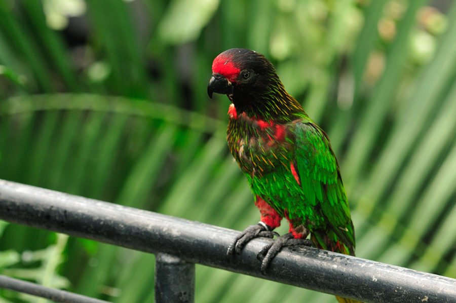 The black lory is a rare beauty - Australian Geographic