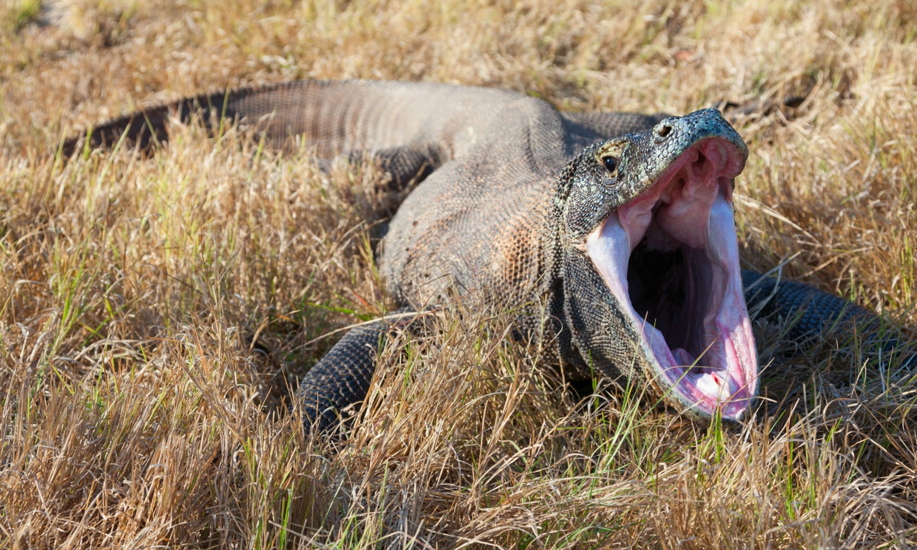 Why Do Snakes Yawn Australian Geographic