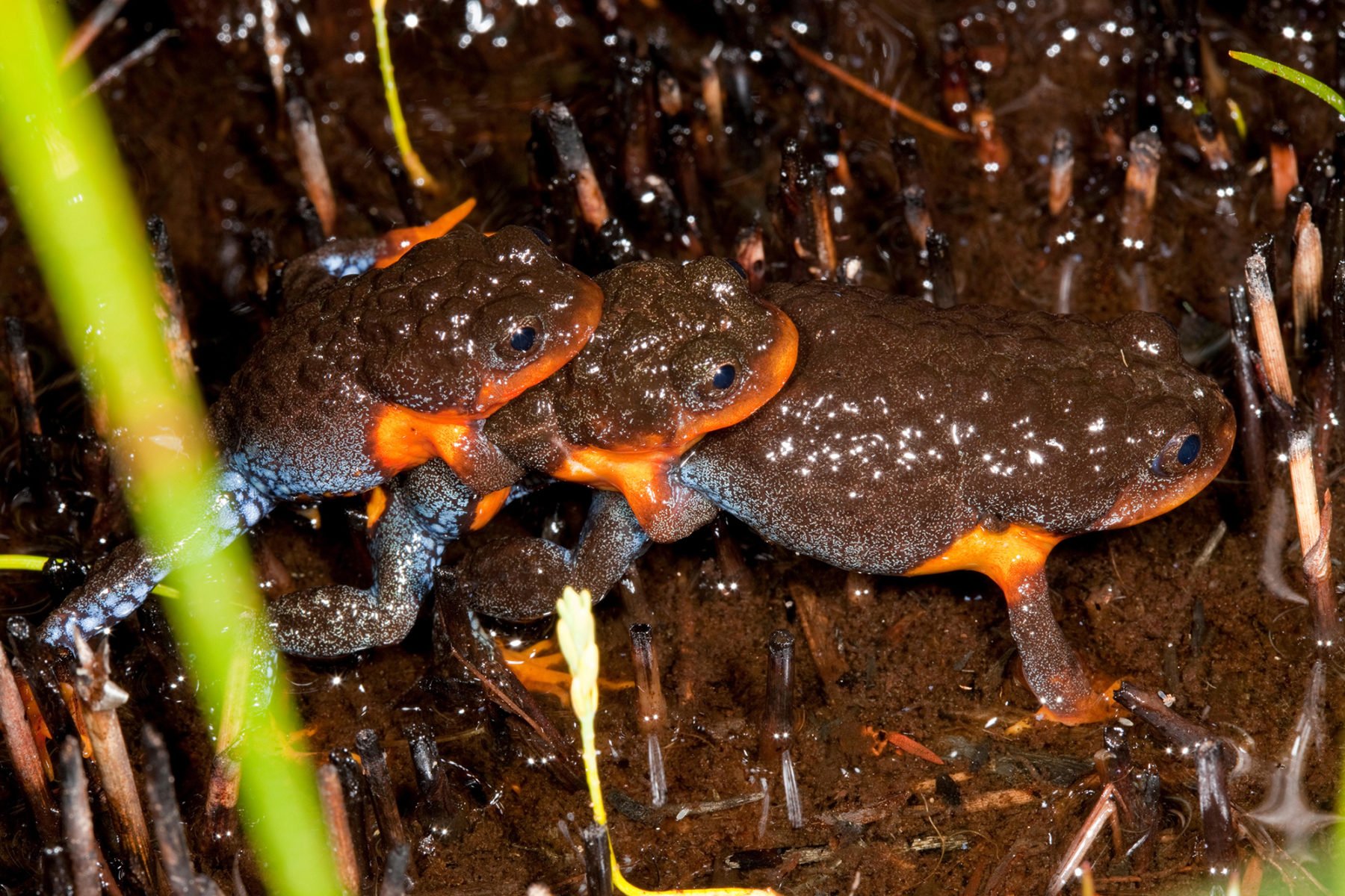 The Sunset Frog Looks Like A Forbidden Snack Australian Geographic