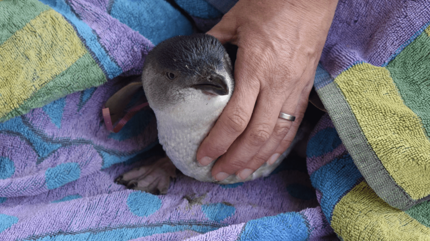 Penguins are washing ashore following wild weather in Victoria ...