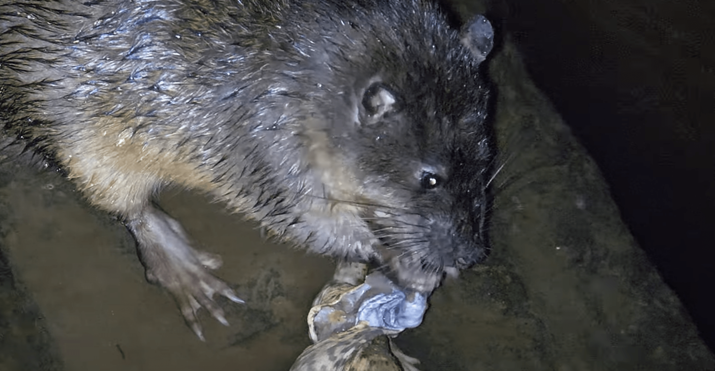 cane toads eating