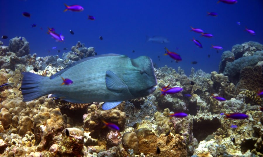 Threatened fish thrive in Rowley Shoals, WA, a coral safe haven that’s ...