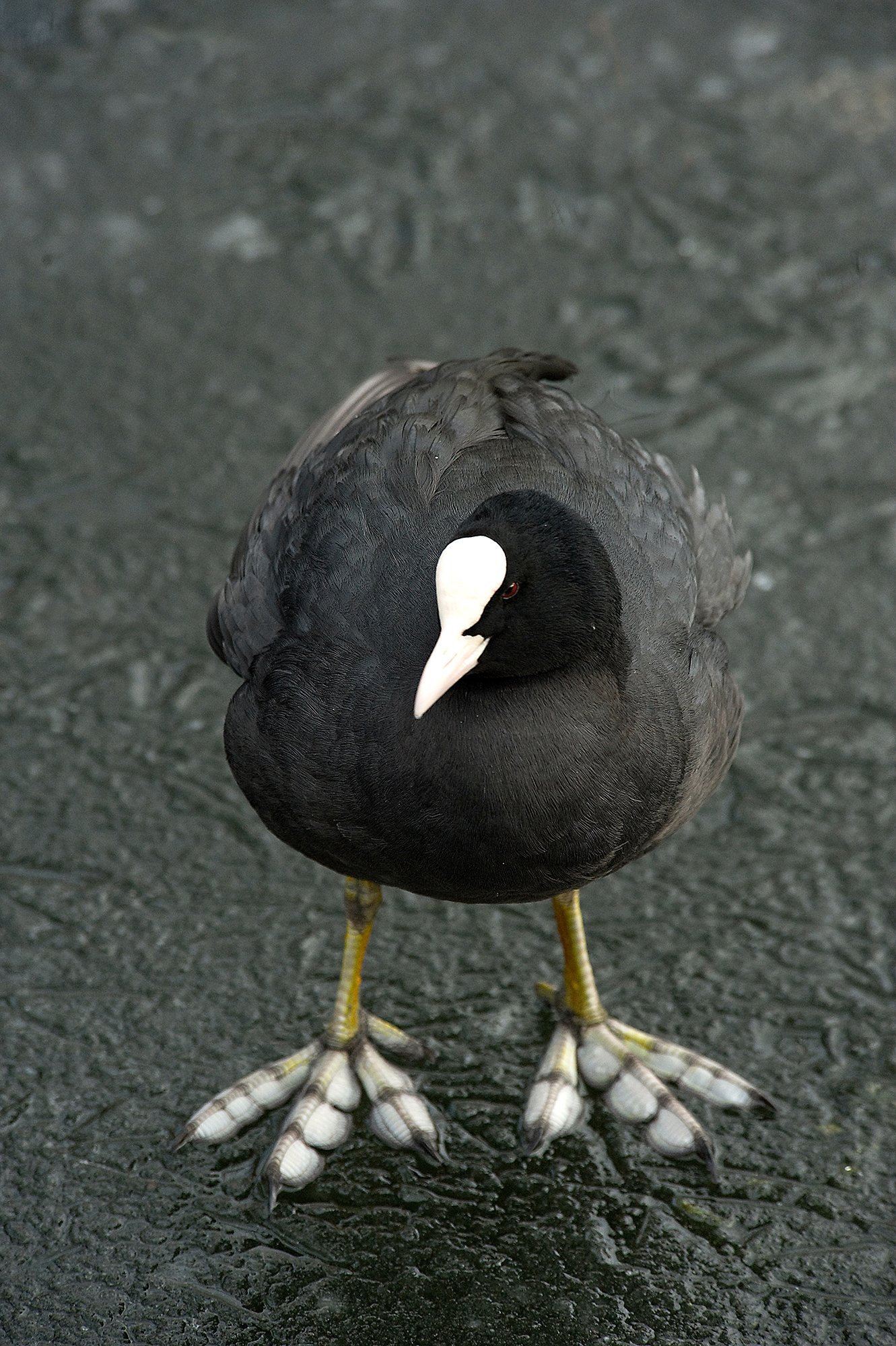 The Australian coot has actual clown feet - Australian Geographic