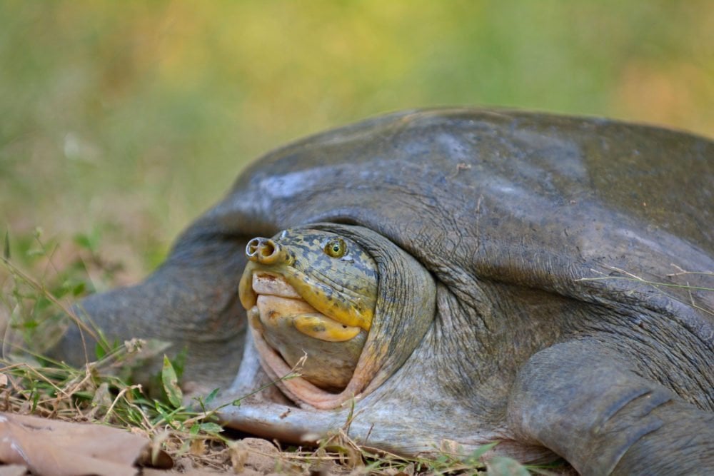 What the Burmese peacock softshell turtle does with its head is ...