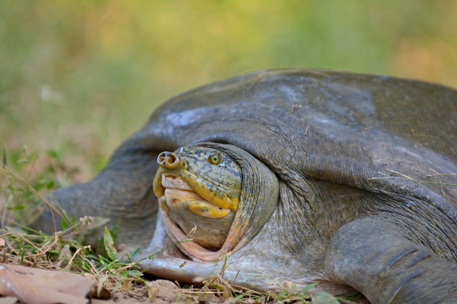 What The Burmese Peacock Softshell Turtle Does With Its Head Is 