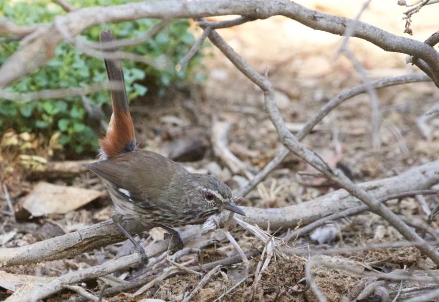 Mallee and Outback Birds of Victoria and Mungo - Australian Geographic