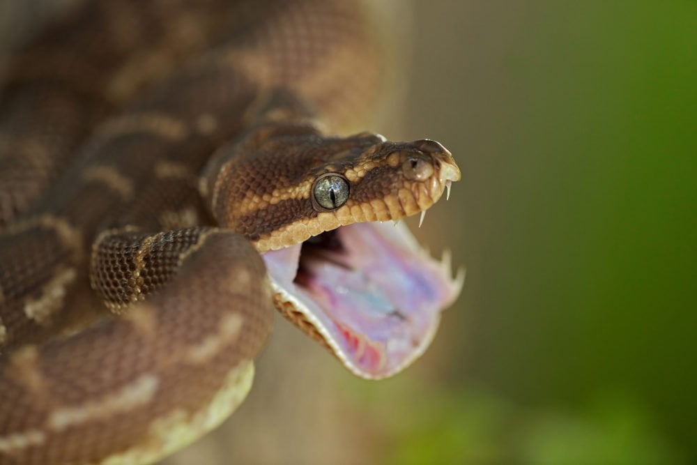 Which snakes have the sharpest teeth? Scientists are closer to ...