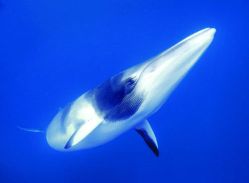 Wild encounter: Minke whales - Australian Geographic