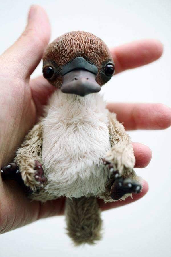 puggle platypus
