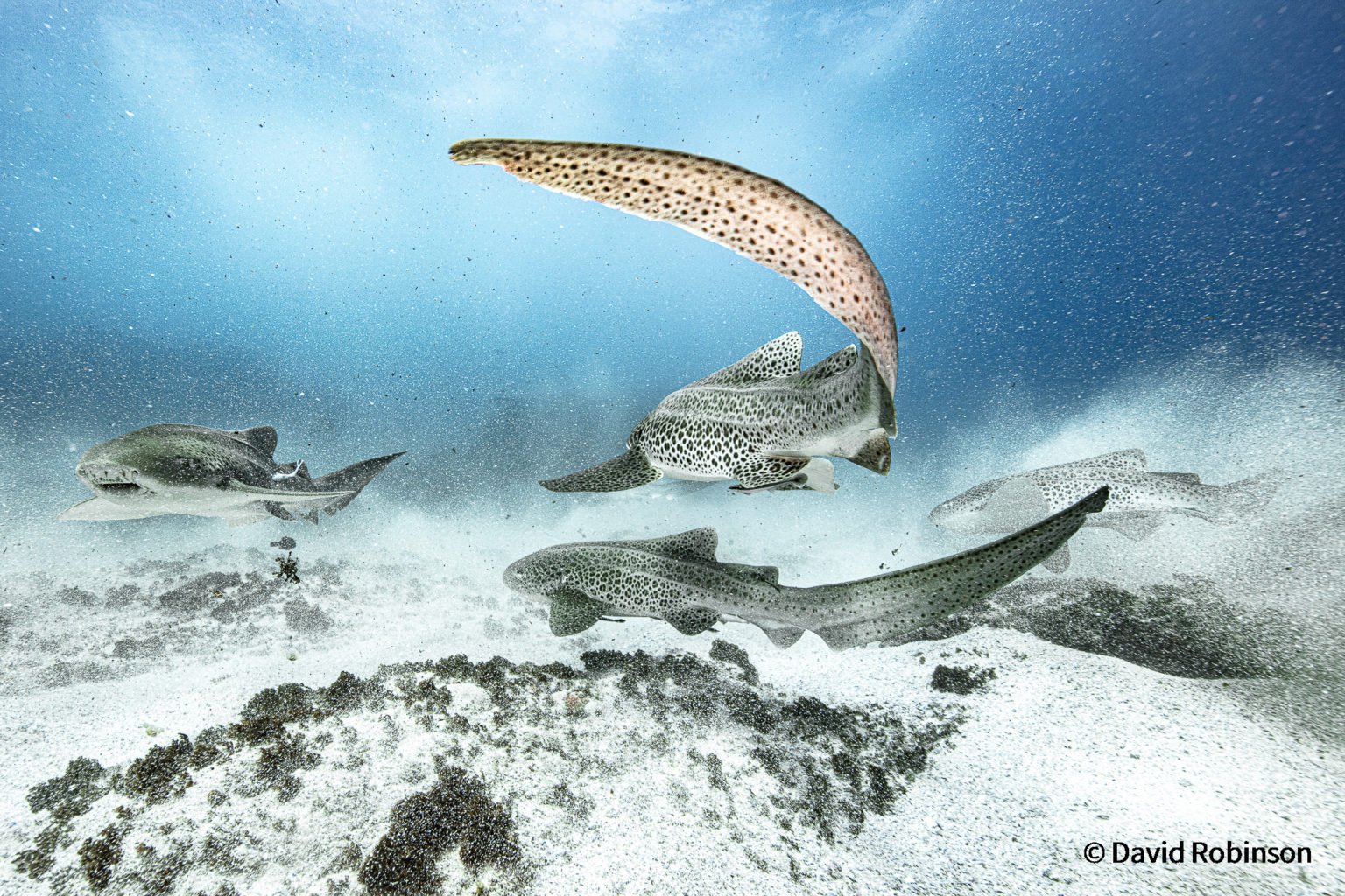 AG Nature Photographer of the Year 2021: Animal habitat shortlist