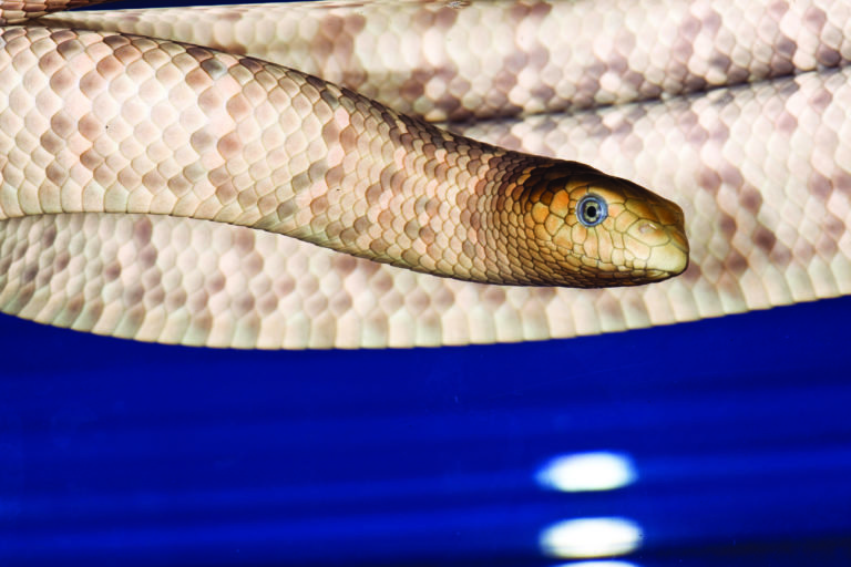 The weird world of Australian sea snakes - Australian Geographic