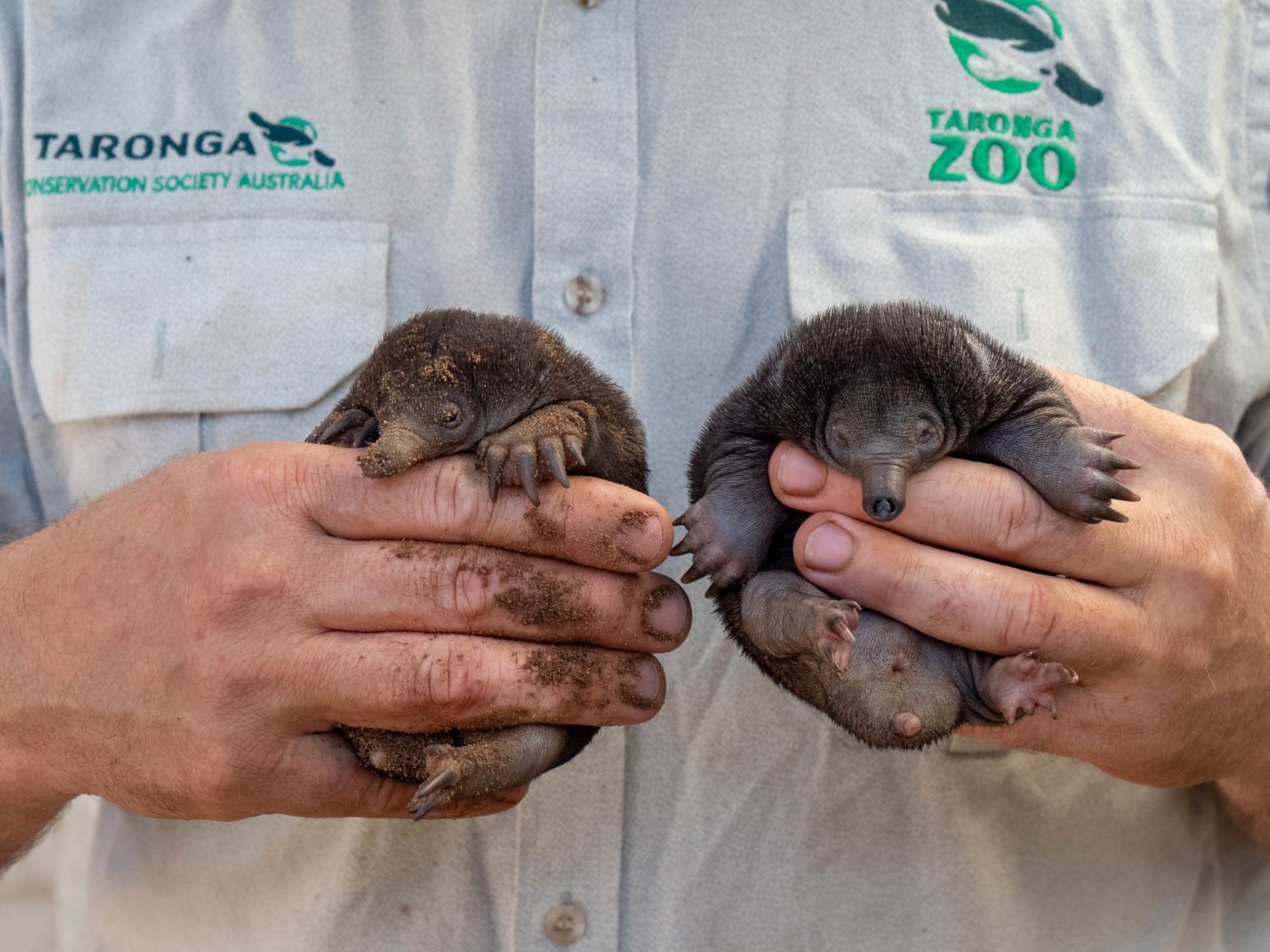 platypus babies are called