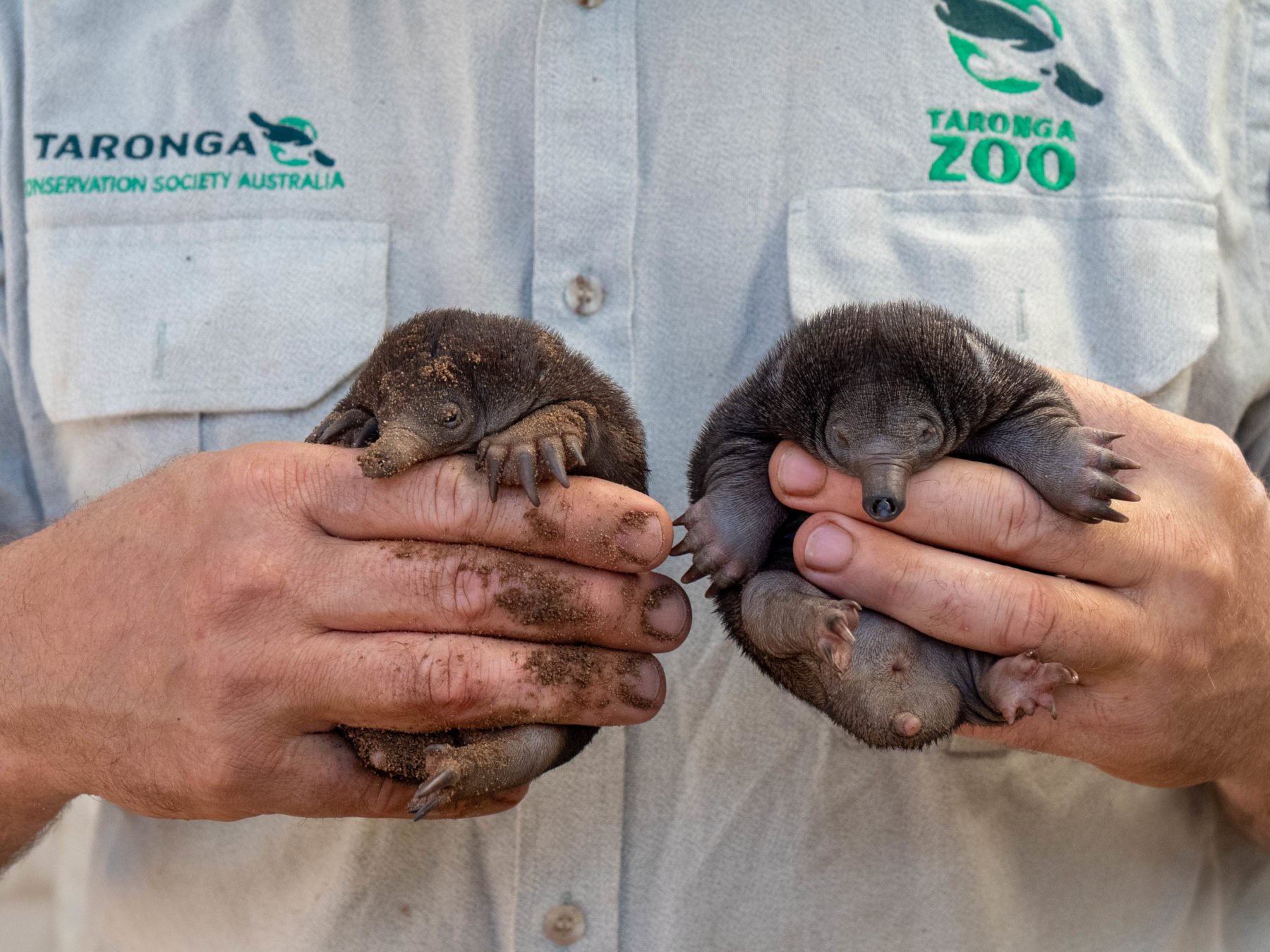 platypus baby pictures