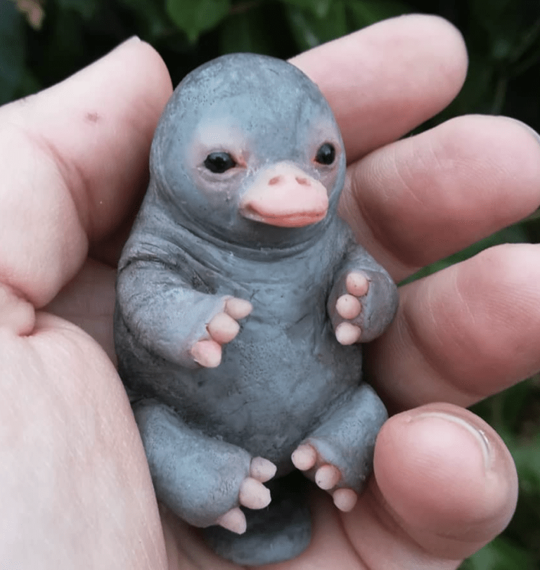 puggles platypus baby