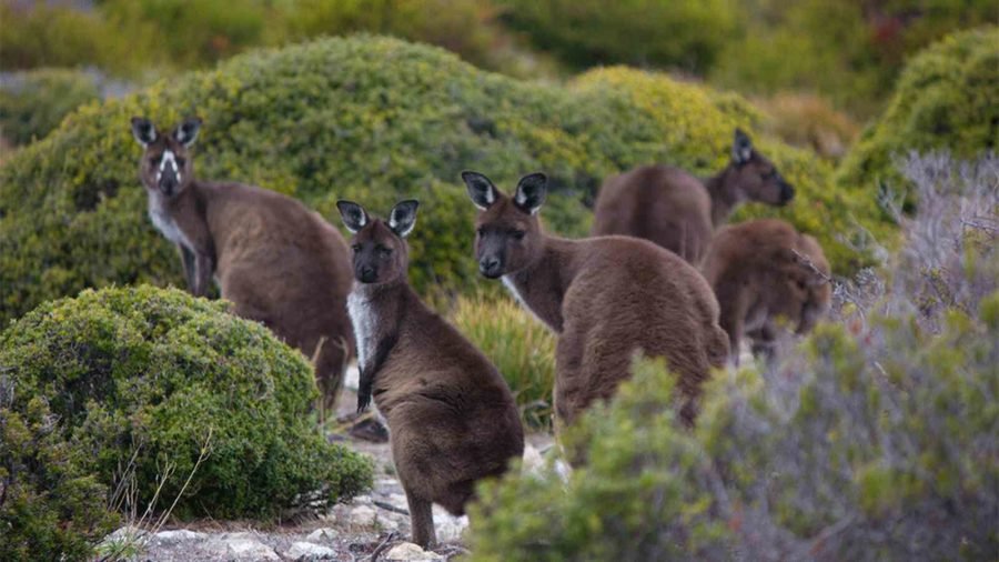 Kangaroo Island - Australian Geographic