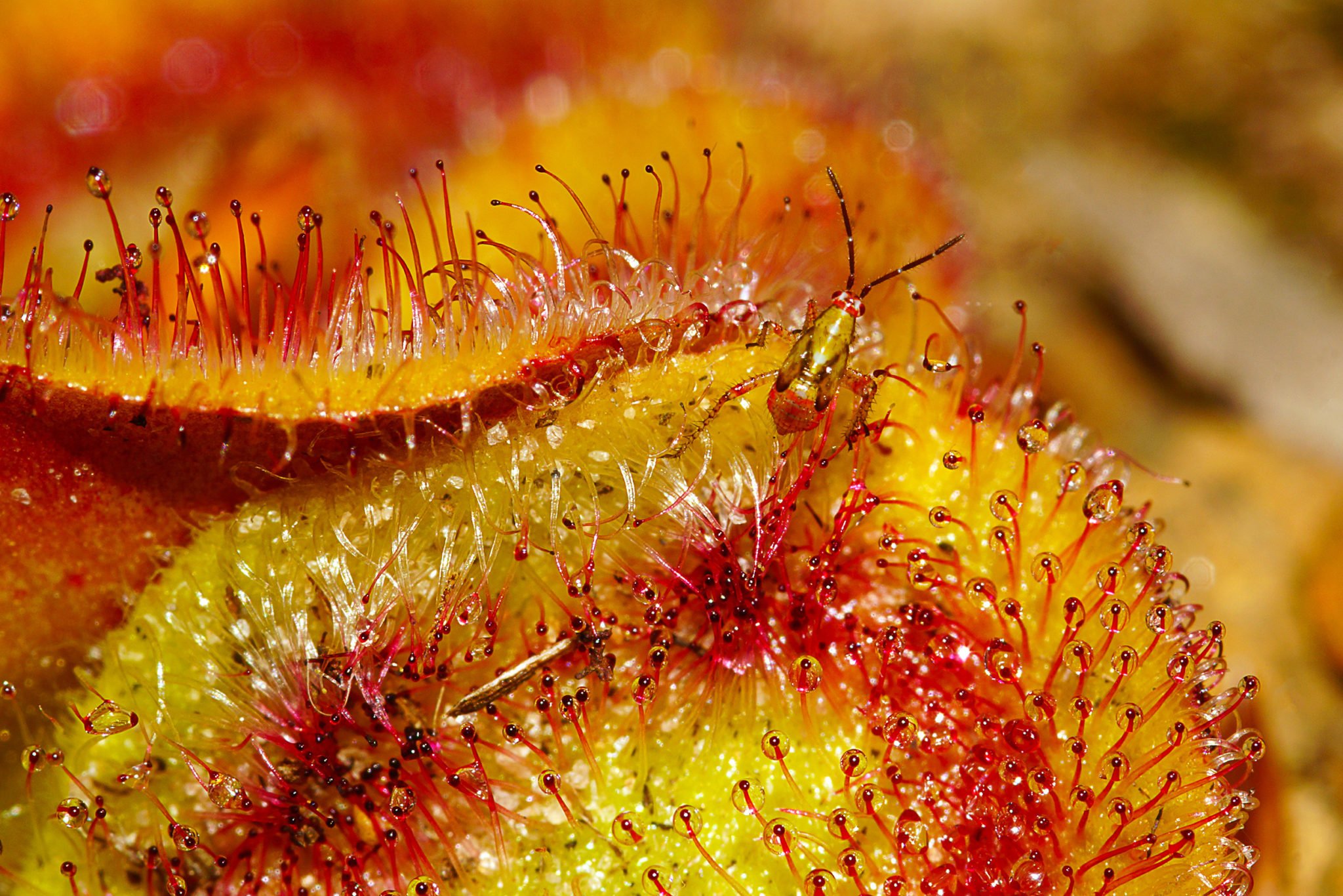 Discover The Enchanting World Of Sundew Plants: Carnivorous Beauties For Your Collection