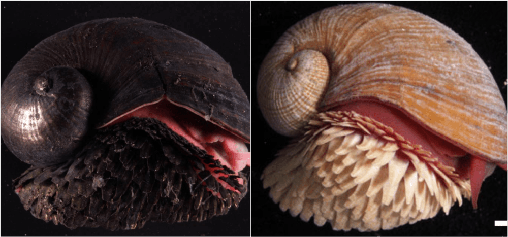 scaly foot snail