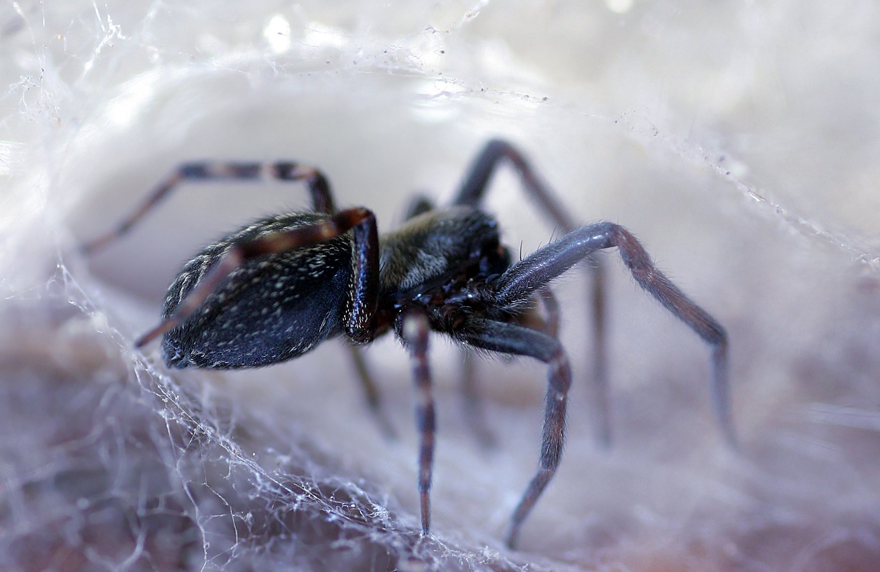 black house spider pictures